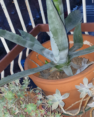 Agave americana