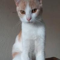 Gattina giovane