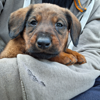 Cuccioli - incrocio