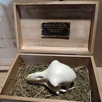 Teschio Aquila Calva