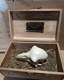 Teschio Aquila Calva