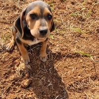 Cuccioli beagle - segugio