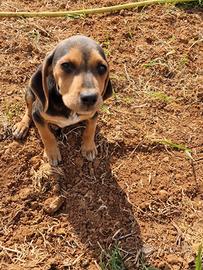 Cuccioli beagle - segugio