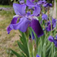 Iris germanica