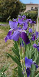 Iris germanica