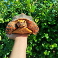 Tartaruga carbonaria femmina 27cm