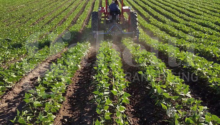 Terreno Agricolo Camponogara [Cod. rif 3342326VRG] - Vista 3