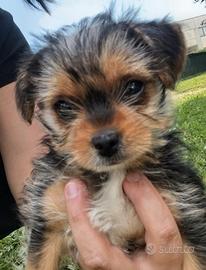 Cuccioli di yorkshire terrier