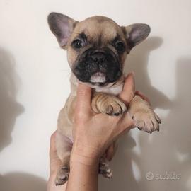 Bulldog francese