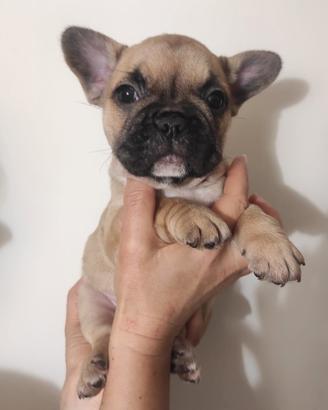 Bulldog francese