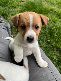 Cuccioli di jack russell terrier
