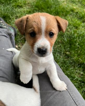 Cuccioli di jack russell terrier