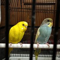 Uccelli gabbia