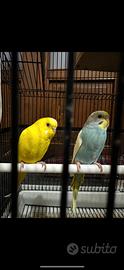 Uccelli gabbia