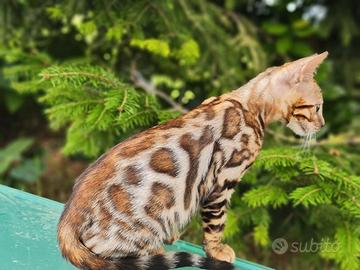 Cucciolo gatto bengala