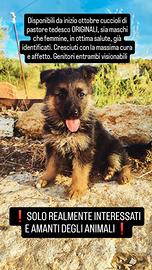 Cuccioli pastore tedesco ORIGINALI