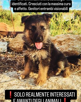 Cuccioli pastore tedesco ORIGINALI