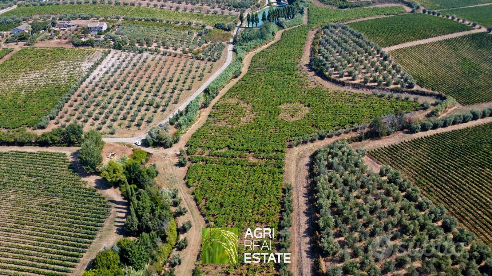 Terreno agricolo 12 ettari con vigneto e uliveto - Vista 3