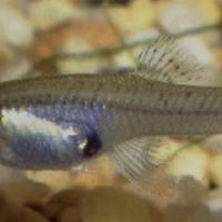 Gambusia mangia zanzare