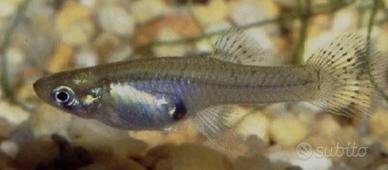 Gambusia mangia zanzare