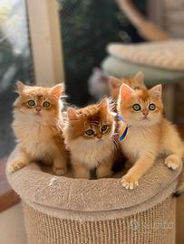 British longhair
