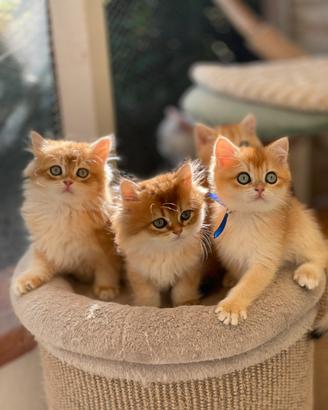 British longhair