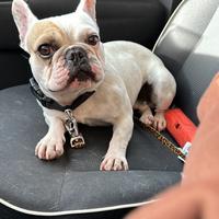 Accoppiamento bulldog francese