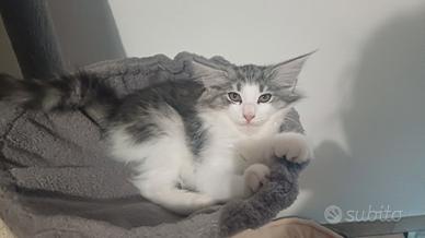 Cucciolata delle foreste norvegesi