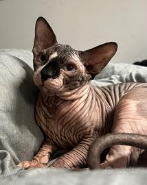 Sphynx
