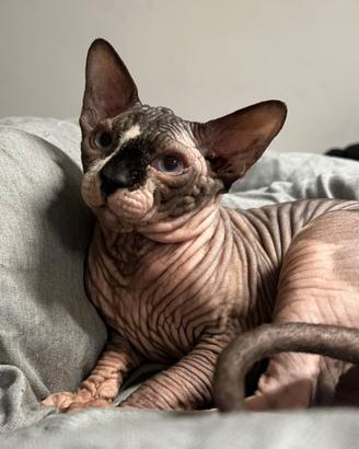Sphynx