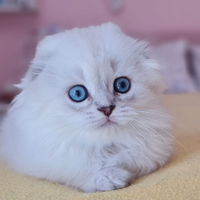 Scottish fold &Higland fold & British