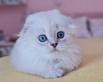 Scottish fold &Higland fold & British