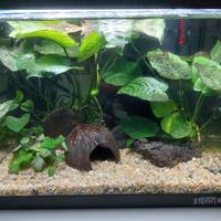 Acquario  completo 