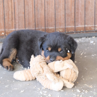 Prenotazione cuccioli rottweiler