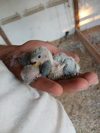 Inseparabili
