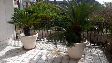 2 CYCAS