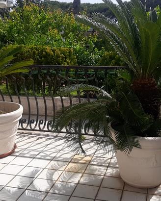 2 CYCAS
