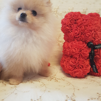 Spitz di pomerania