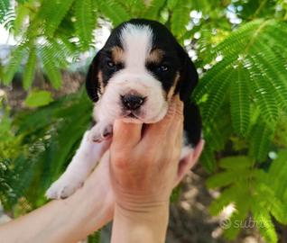Beagle tricolore