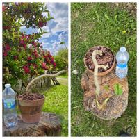 Caudex cactus pelargonium fiore pianta