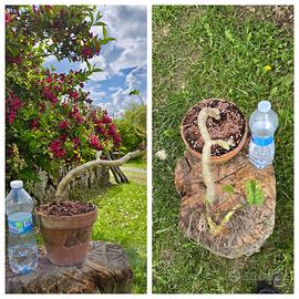 Caudex cactus pelargonium fiore pianta