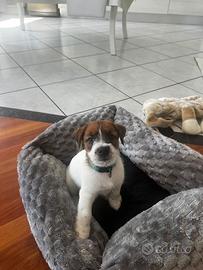 Jack Russell Terrierr con Pedigree