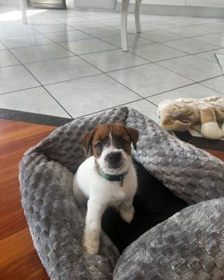 Jack Russell Terrierr con Pedigree