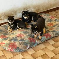 Cuccioli di Shiba Inu nero focato