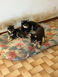 Cuccioli di Shiba Inu nero focato