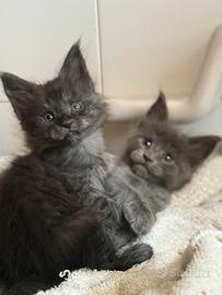 Maine coon cuccioli