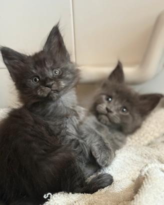 Maine coon cuccioli