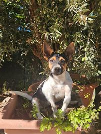 Cucciola Jack russel×Pinscher toy ( NO PEDIGREE )