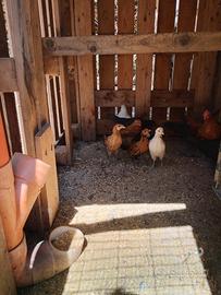 Galline nane