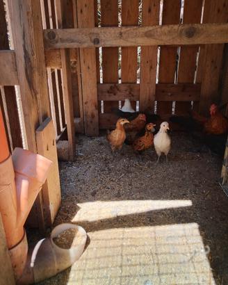 Galline nane